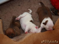 Staffordshire Bull Terrier - litter G