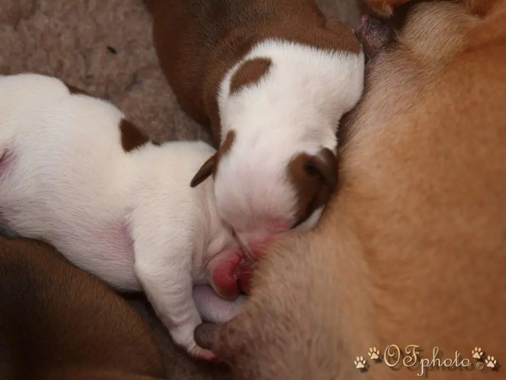 Staffordshire Bull Terrier - litter G