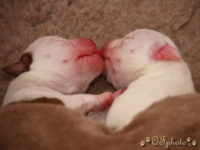 Staffordshire Bull Terrier - litter G