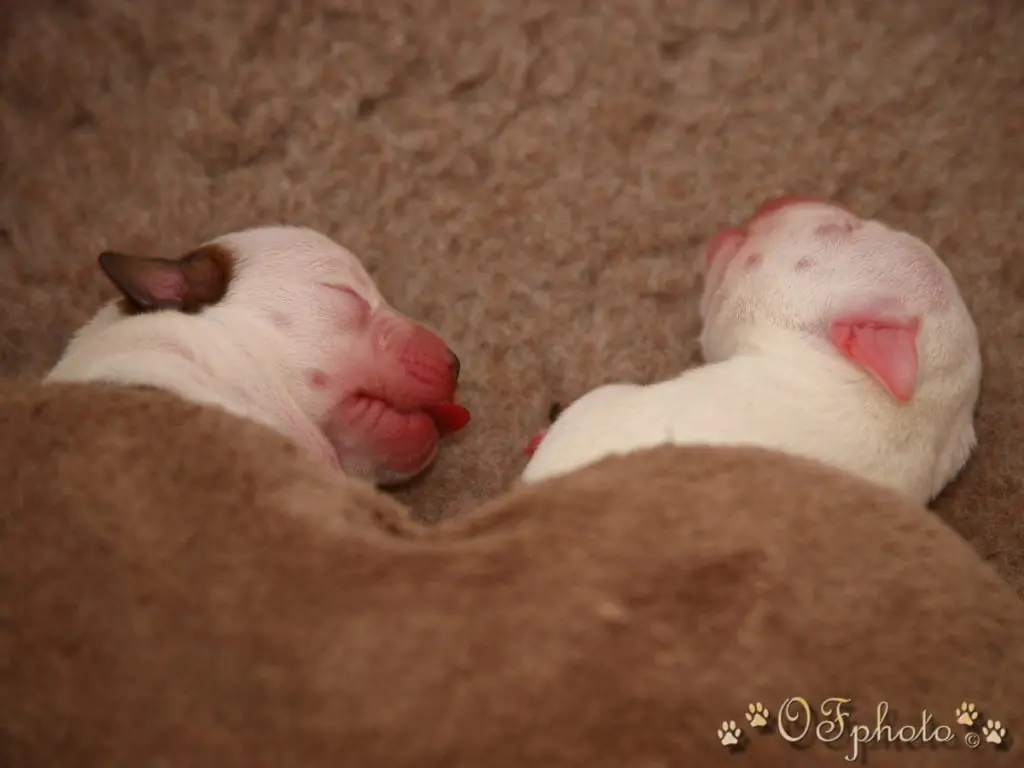 Staffordshire Bull Terrier - litter G