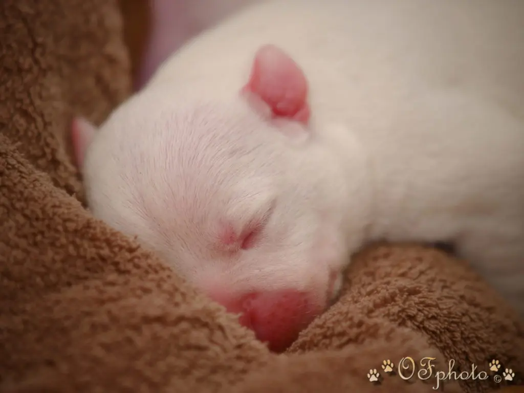 Staffordshire Bull Terrier - litter G