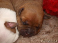 Staffordshire Bull Terrier - litter G