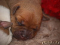 Staffordshire Bull Terrier - litter G