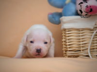 Staffordshire Bull Terrier - litter G