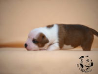 Staffordshire Bull Terrier - litter G