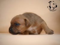 Staffordshire Bull Terrier - litter G