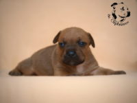 Staffordshire Bull Terrier - litter G