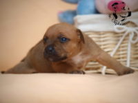 Staffordshire Bull Terrier - litter G