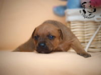 Staffordshire Bull Terrier - litter G