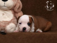 Staffordshire Bull Terrier - litter G