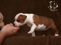 Staffordshire Bull Terrier - litter G