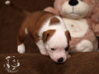 Staffordshire Bull Terrier - litter G