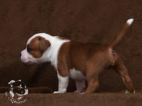 Staffordshire Bull Terrier - litter G