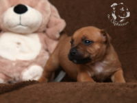 Staffordshire Bull Terrier - litter G