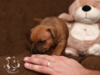 Staffordshire Bull Terrier - litter G