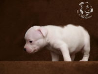 Staffordshire Bull Terrier - litter G