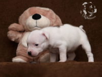 Staffordshire Bull Terrier - litter G