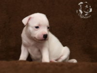 Staffordshire Bull Terrier - litter G