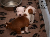 Staffordshire Bull Terrier - litter G