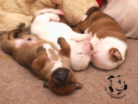 Staffordshire Bull Terrier - litter G