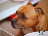 Staffordshire Bull Terrier - litter G