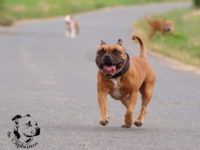 Staffordshire Bull Terrier - litter G