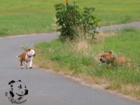 Staffordshire Bull Terrier - litter G