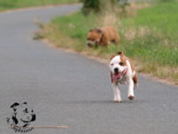 Staffordshire Bull Terrier - litter G