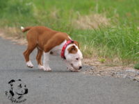 Staffordshire Bull Terrier - litter G