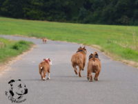 Staffordshire Bull Terrier - litter G