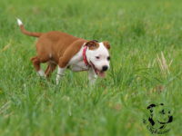 Staffordshire Bull Terrier - litter G