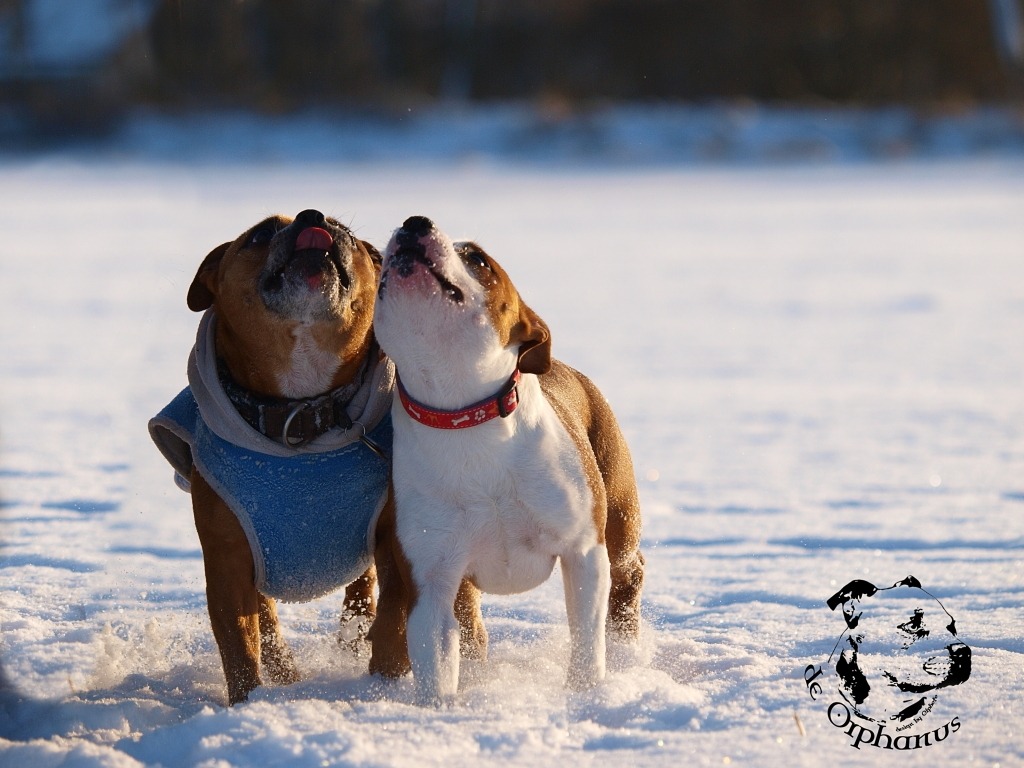 Staffordshire Bull Terrier