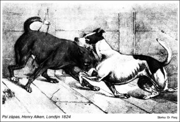 Historie Stafordšírského bulteriéra v obrazech 19 Historie Stafordšírského bulteriéra v obrazech 10