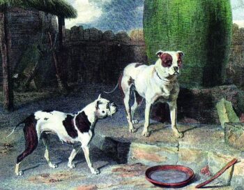 Historie Stafordšírského bulteriéra v obrazech 4 Historie Stafordšírského bulteriéra v obrazech 12