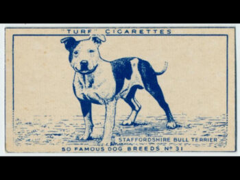 Historie Stafordšírského bulteriéra v obrazech 71 Historie Stafordšírského bulteriéra v obrazech 12aa923e2025fbc5b2eaf21fddd10ead 1