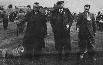 Historie Stafordšírského bulteriéra v obrazech 20 Historie Stafordšírského bulteriéra v obrazech 16