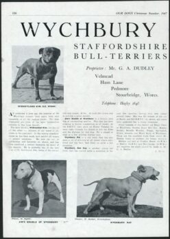 Historie Stafordšírského bulteriéra v obrazech 10 Historie Stafordšírského bulteriéra v obrazech 1adff4047470ec860f75152822e269a7