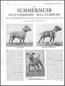 Historie Stafordšírského bulteriéra v obrazech 32 Historie Stafordšírského bulteriéra v obrazech 25409c8cfdf59fc1c2bdc43fcd34ea3f