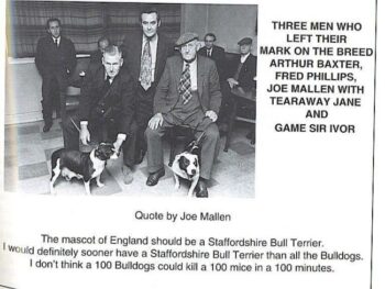 Historie Stafordšírského bulteriéra v obrazech 33 Historie Stafordšírského bulteriéra v obrazech 34213b213f0f43834283d45f4ceb55d7