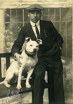 Historie Stafordšírského bulteriéra v obrazech 11 Historie Stafordšírského bulteriéra v obrazech 3df172c31f6495f4105b5a9b110e799c