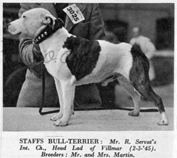 Historie Stafordšírského bulteriéra v obrazech 25 Historie Stafordšírského bulteriéra v obrazech 456E37A5 2D74 4723 A567 B5FE73AAB21B