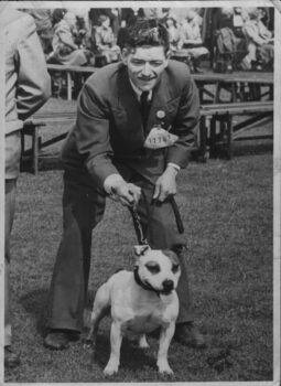 Historie Stafordšírského bulteriéra v obrazech 27 Historie Stafordšírského bulteriéra v obrazech 581a642d5aa3f274c7a8179393244dc9