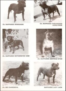 Historie Stafordšírského bulteriéra v obrazech 28 Historie Stafordšírského bulteriéra v obrazech 703fcefae47b2f8b6323c7991492e64f