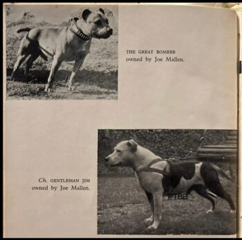 Historie Stafordšírského bulteriéra v obrazech 15 Historie Stafordšírského bulteriéra v obrazech 7c1f46 fcc608fffaf0498f8ed738b35c0c2aeb mv2