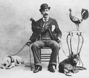 Historie Stafordšírského bulteriéra v obrazech 16 Historie Stafordšírského bulteriéra v obrazech 8