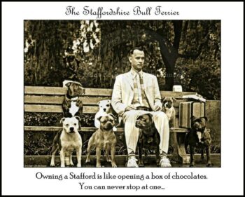 Historie Stafordšírského bulteriéra v obrazech 22 Historie Stafordšírského bulteriéra v obrazech 84cc271942ca69c4f69a2d5c56b1763e