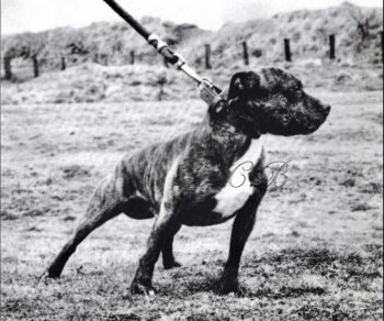 Historie Stafordšírského bulteriéra v obrazech 18 Historie Stafordšírského bulteriéra v obrazech 9B675958 A070 422A B3C1 0EA94D0441CC