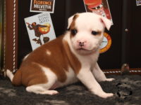 Staffordshire Bull Terrier puppies