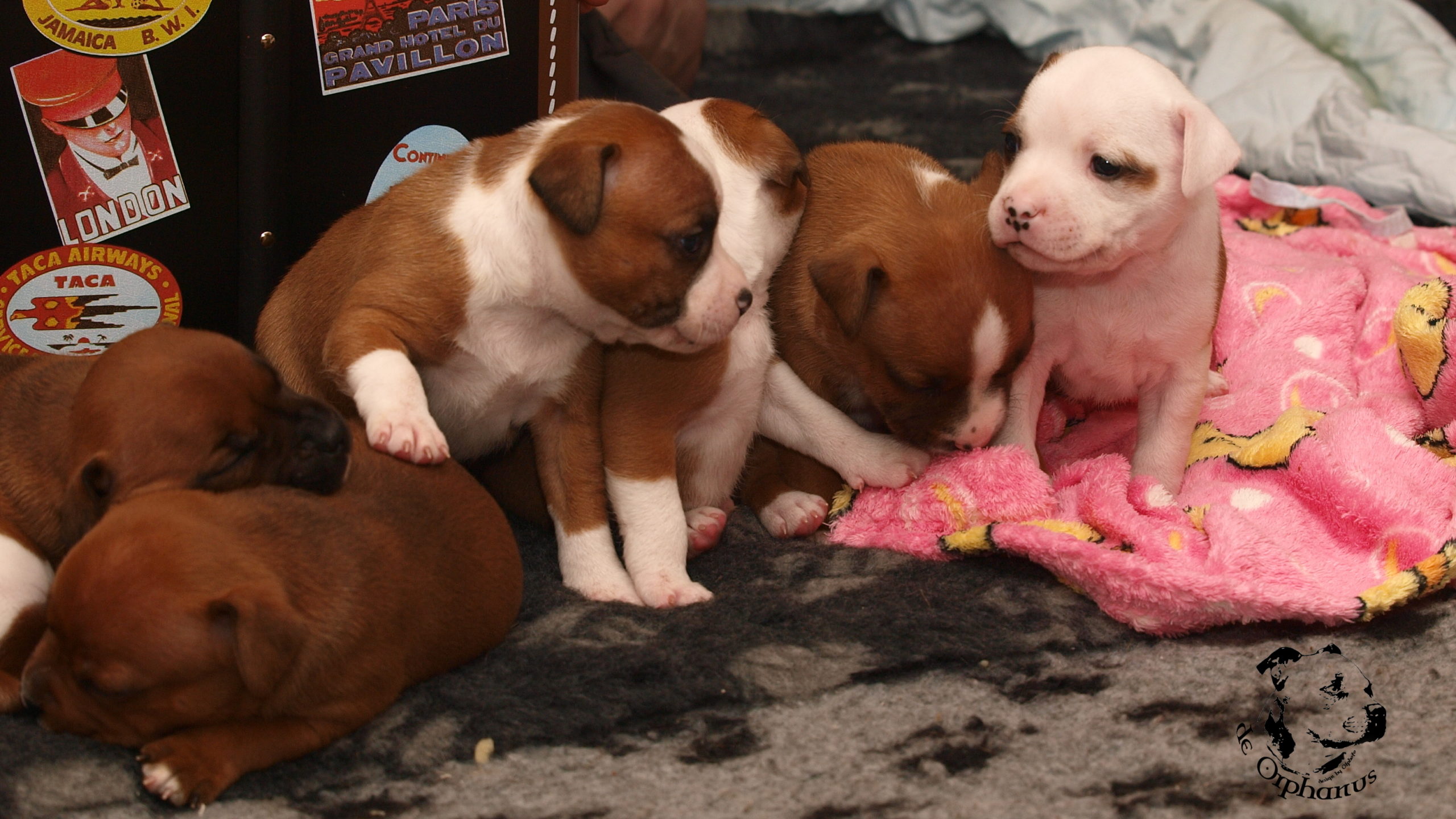 Staffordshire Bull Terrier puppies