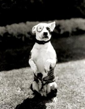 Historie Stafordšírského bulteriéra v obrazech 36 Historie Stafordšírského bulteriéra v obrazech ac331dfd5c1bbd5c43fc2d05131d3266